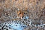 Cheetah, Africa, AMFD01_254