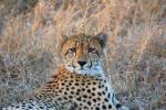 Cheetah, Africa, AMFD01_255