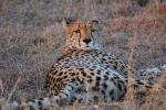 Cheetah, Africa, AMFD01_256