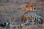 Cheetah, Africa, AMFD01_257