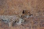 Cheetah, Africa, AMFD01_258