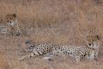 Cheetah, Africa, AMFD01_259