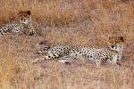 Cheetah, Africa, AMFD01_260