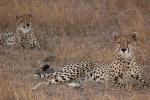 Cheetah, Africa, AMFD01_264