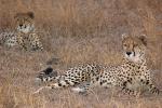 Cheetah, Africa, AMFD01_265