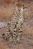 Cheetah, Africa, AMFD01_266