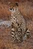 Cheetah, Africa, AMFD01_267
