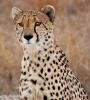 Cheetah, Africa, AMFD01_268