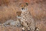 Cheetah, Africa, AMFD01_269