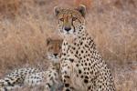 Cheetah, Africa, AMFD01_270