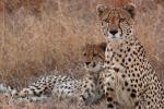 Cheetah, Africa, AMFD01_271