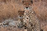 Cheetah, Africa, AMFD01_272