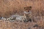 Cheetah, Africa, AMFD01_273