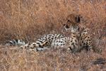 Cheetah, Africa, AMFD01_274