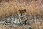 Cheetah, Africa, AMFD01_275