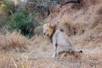 Lion, Male, Marking Territory, Africa