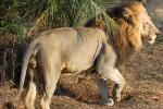 Lion, Male, Africa, AMFD01_278