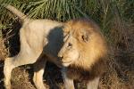 Lion, Male, Africa, AMFD01_279