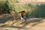 Lion, Male, Africa, AMFD01_280