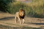 Lion, Male, Africa, AMFD01_281