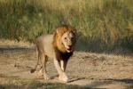 Lion, Male, Africa, AMFD01_282