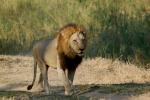 Lion, Male, Africa, AMFD01_283