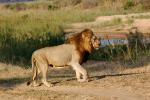 Lion, Male, Africa, AMFD01_284