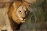 Lion, Male, Africa, AMFD01_285