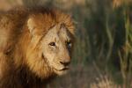 Lion, Male, Africa, AMFD01_286