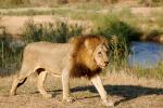 Lion, Male, Africa, AMFD01_287