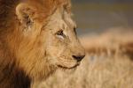 Lion, Male, Africa, AMFD01_288