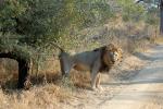 Lion, Male, Africa, AMFD01_289