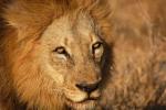 Lion, Male, Africa, AMFD01_290