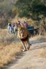Lion leads the way, Male, Africa