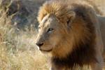 Lion, Male, Africa, AMFD01_293