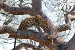 Leopard, Africa, AMFD01_297