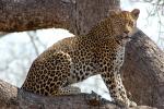 Leopard, Africa, AMFD01_299