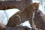 Leopard, Africa, AMFD01_300