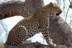 Leopard, Africa, AMFD02_001