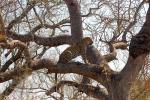 Leopard, Africa, AMFD02_002