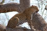 Leopard, Africa, AMFD02_003