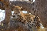 Leopard, Africa, AMFD02_004