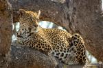 Leopard, Africa, AMFD02_005
