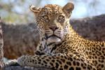 Leopard, Africa, AMFD02_006