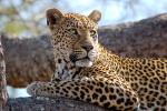 Leopard, Africa, AMFD02_007