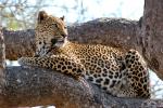 Leopard, Africa, AMFD02_008