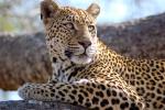 Leopard, Africa, AMFD02_009