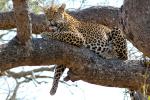 Leopard, Africa, AMFD02_010