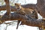 Leopard, Africa, AMFD02_011