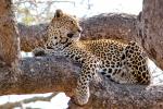 Leopard, Africa, AMFD02_012